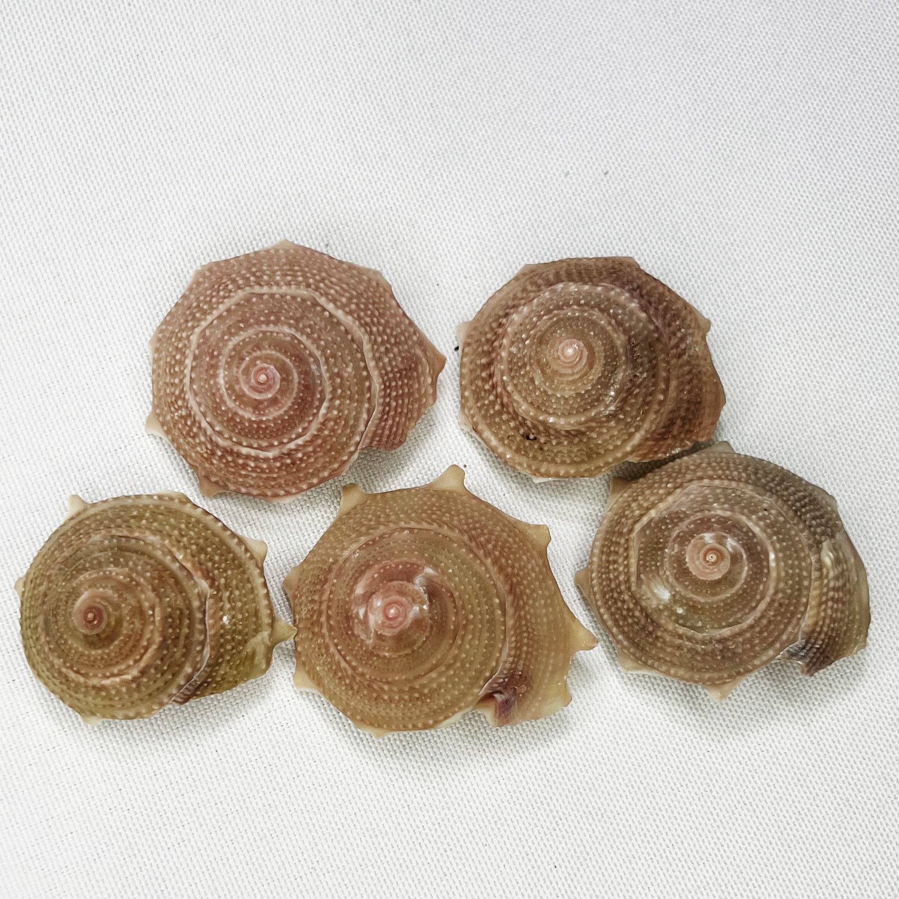 Marine Aquarium Hermit Crab - Natural Astraea Shell - Sun Snail,