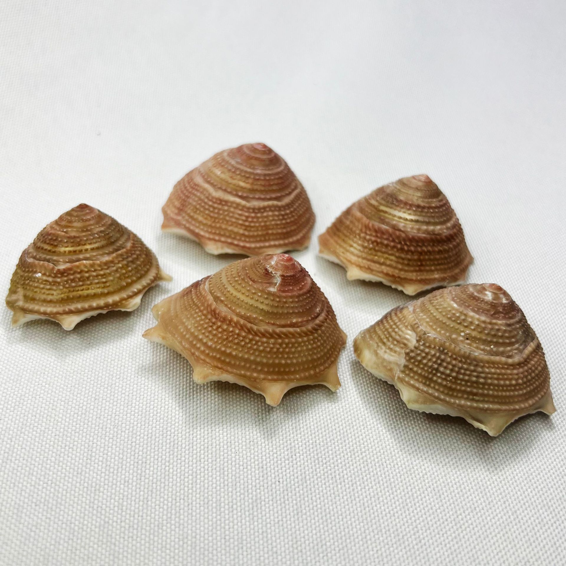 Natural Astraea Shell - Sun Sn – Marine Aquarium Hermit Crab recenzja i cena