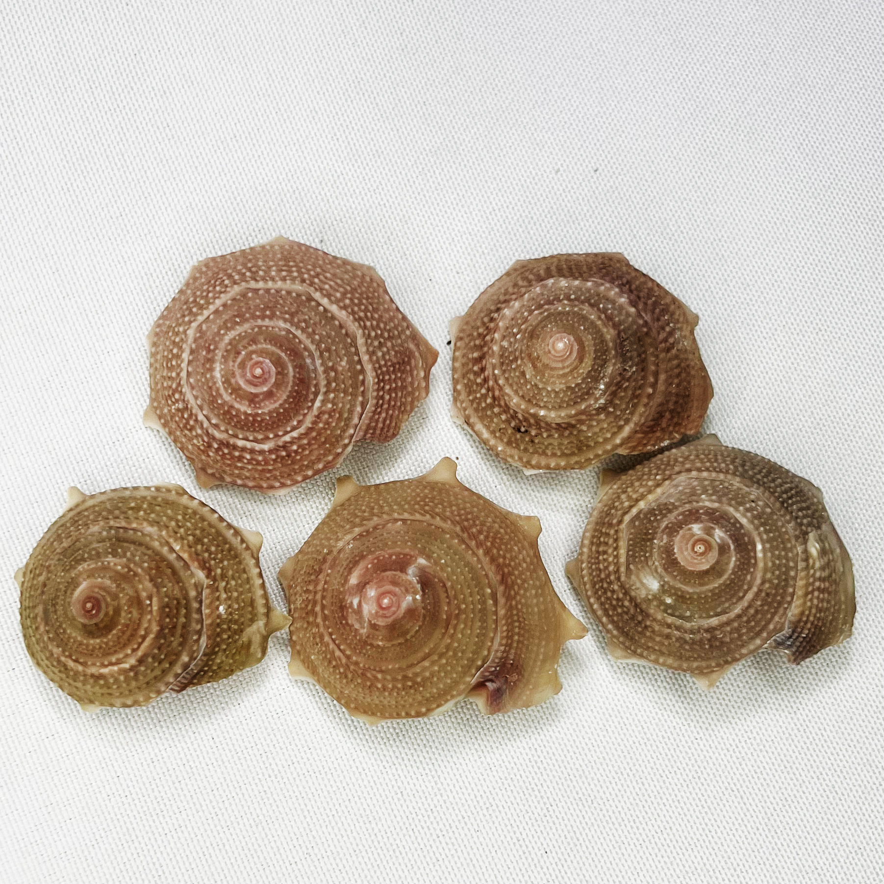 Natural Astraea Shell - Sun Sn – Marine Aquarium Hermit Crab recenzja i cena