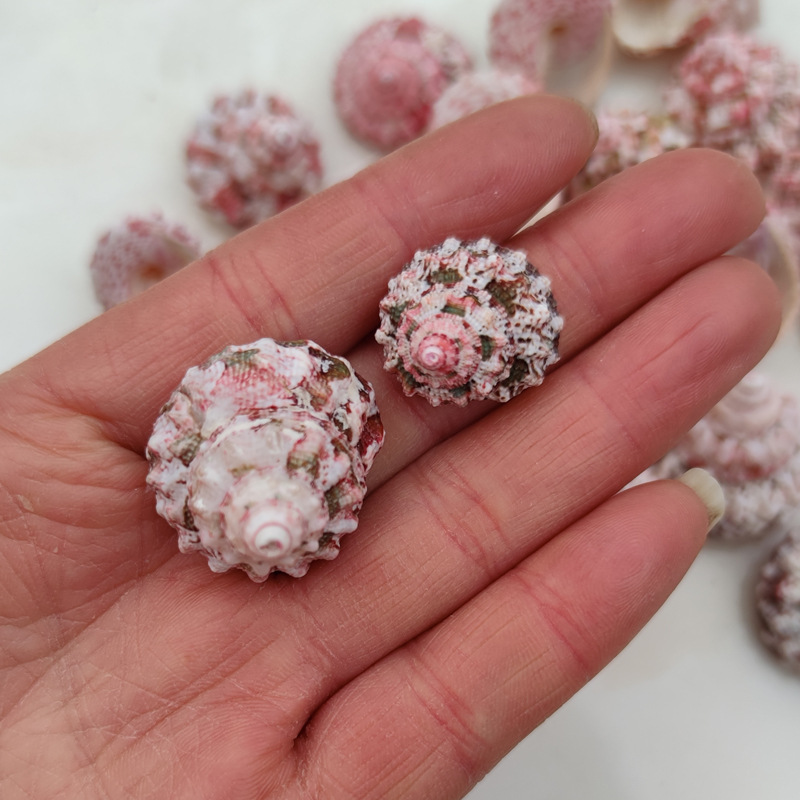 Natural Ferraria Gallina Conch – Marine Aquarium Hermit Crab recenzja i cena