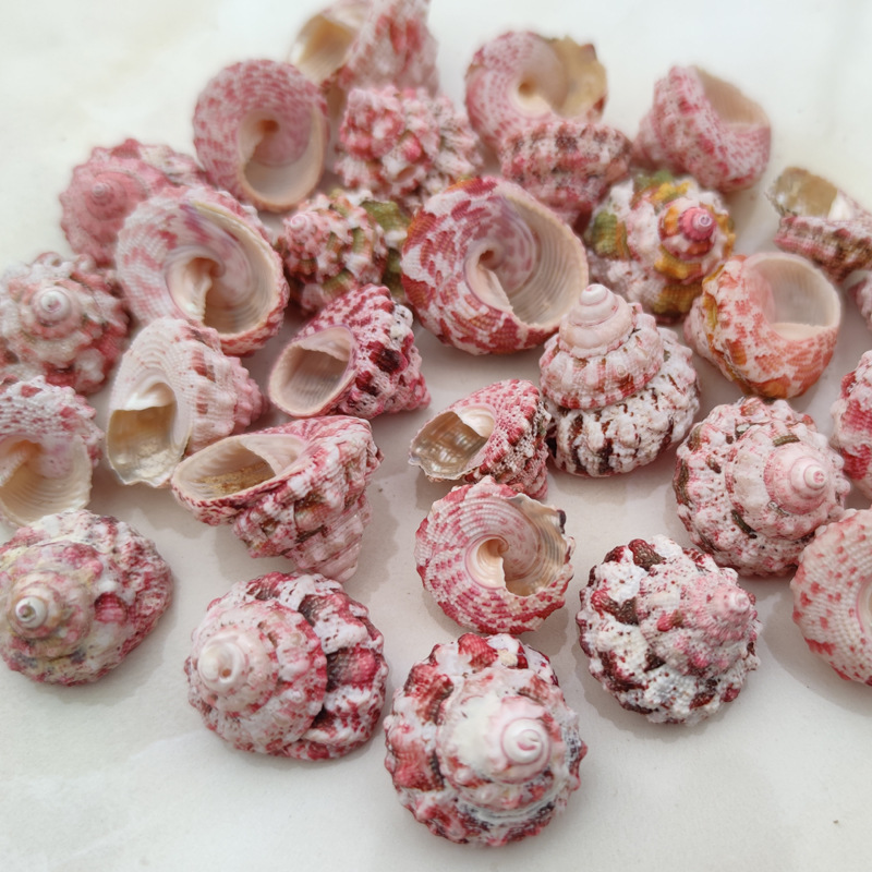 Natural Ferraria Gallina Conch – Marine Aquarium Hermit Crab recenzja i cena