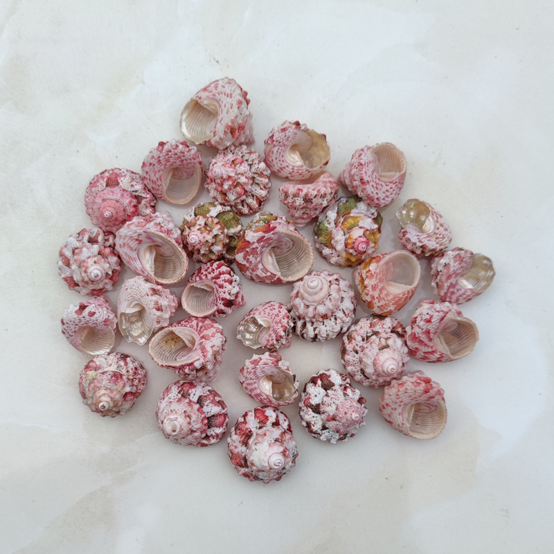 Natural Ferraria Gallina Conch – Marine Aquarium Hermit Crab recenzja i cena