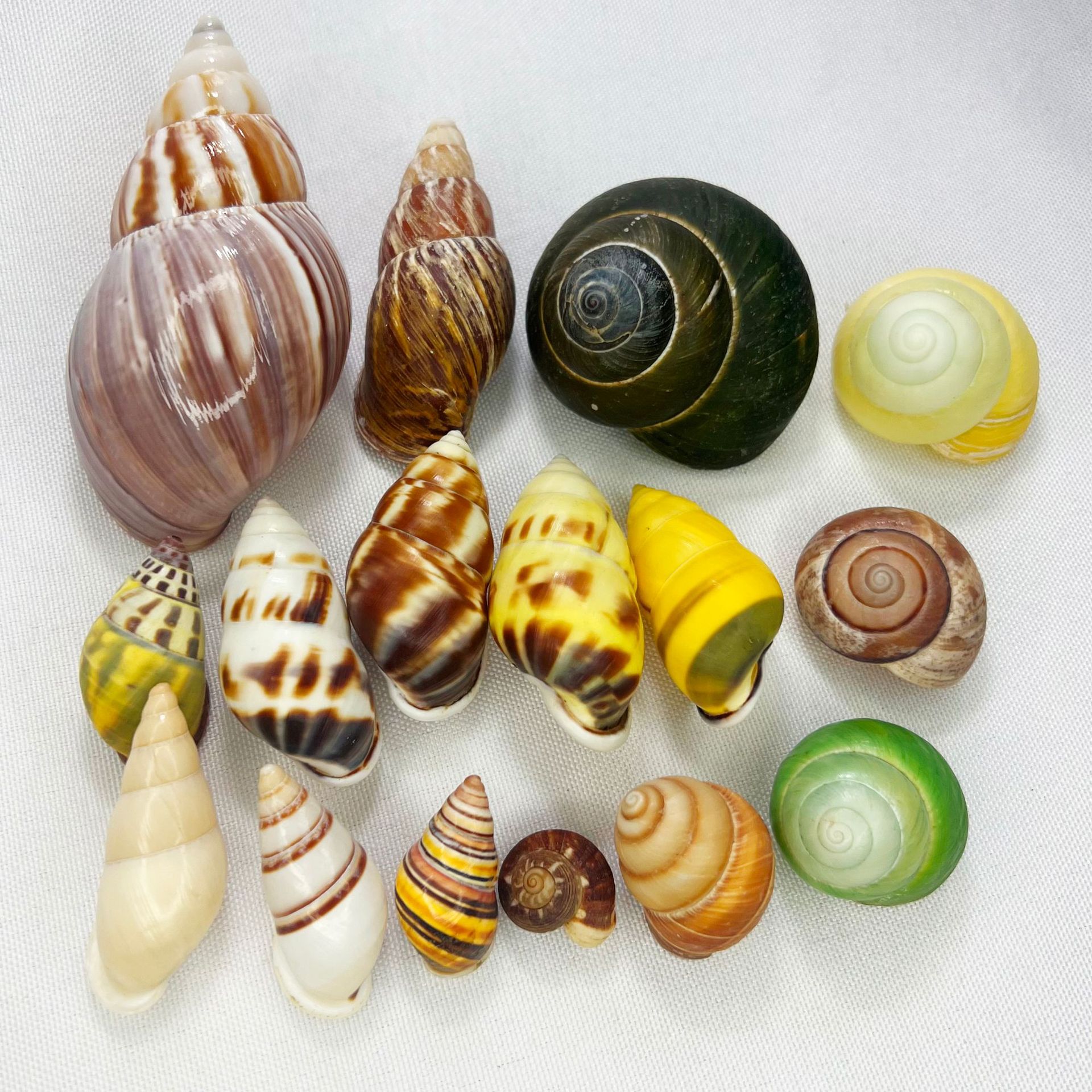 Natural Turbo Shell - Hermit C – Marine Aquarium Hermit Crab recenzja i cena