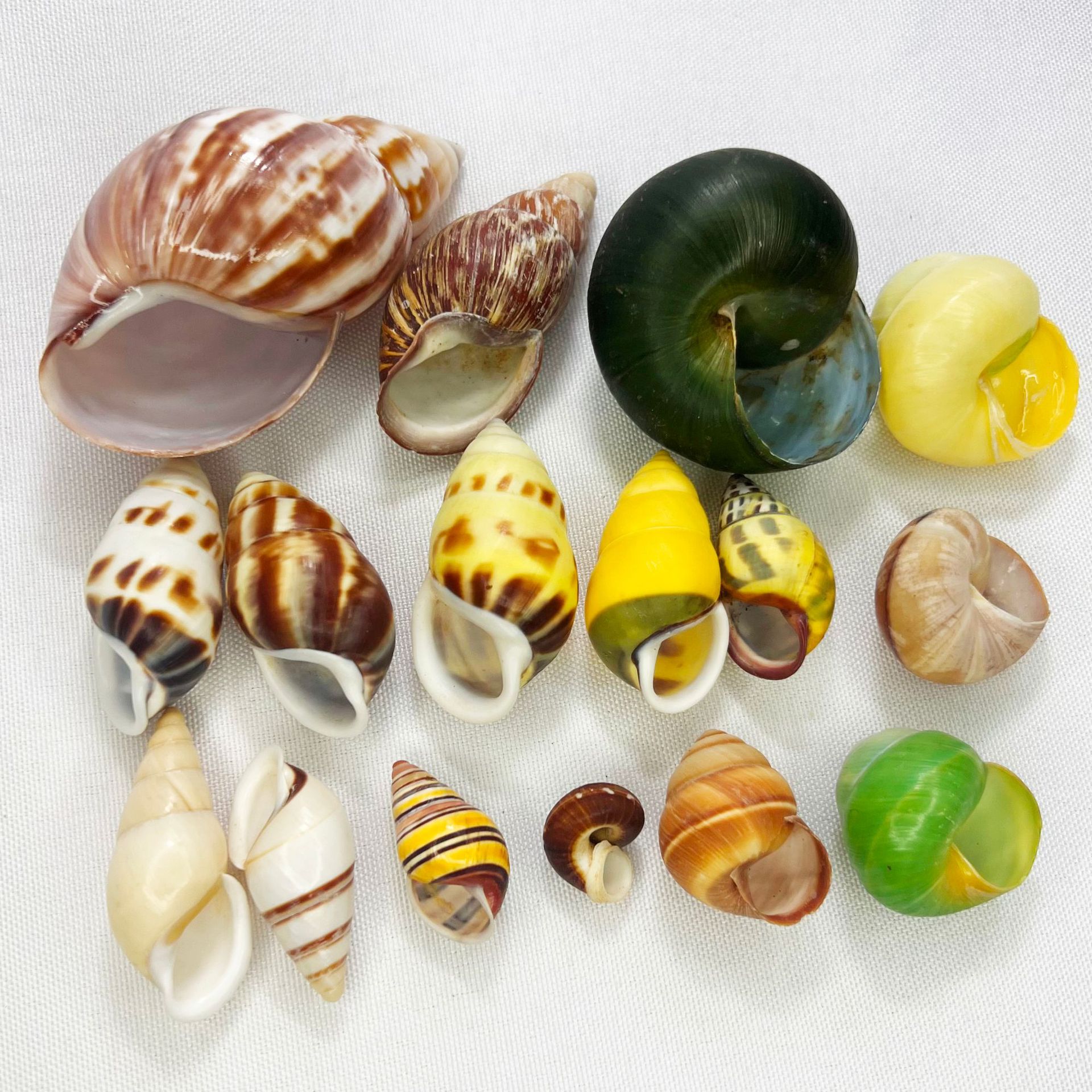 Natural Turbo Shell - Hermit C – Marine Aquarium Hermit Crab recenzja i cena