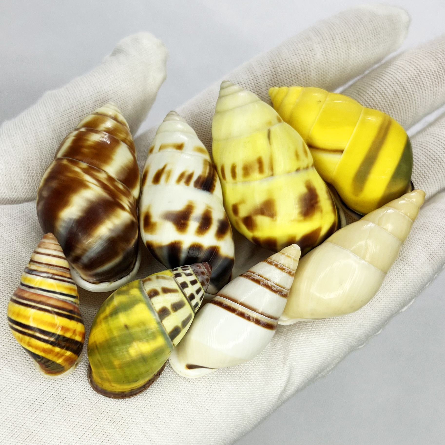 Natural Turbo Shell - Hermit C – Marine Aquarium Hermit Crab recenzja i cena