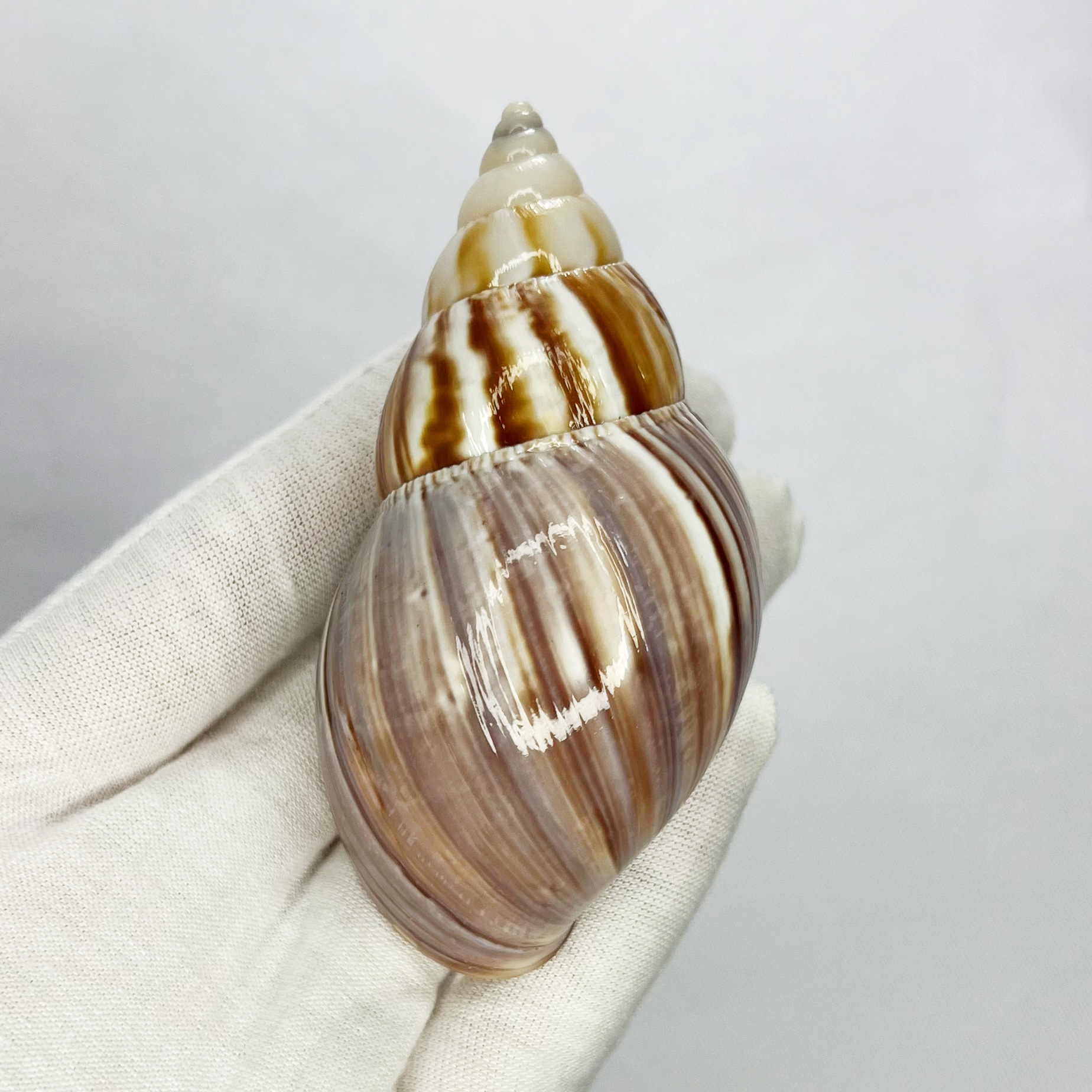 Natural Turbo Shell - Hermit C – Marine Aquarium Hermit Crab recenzja i cena