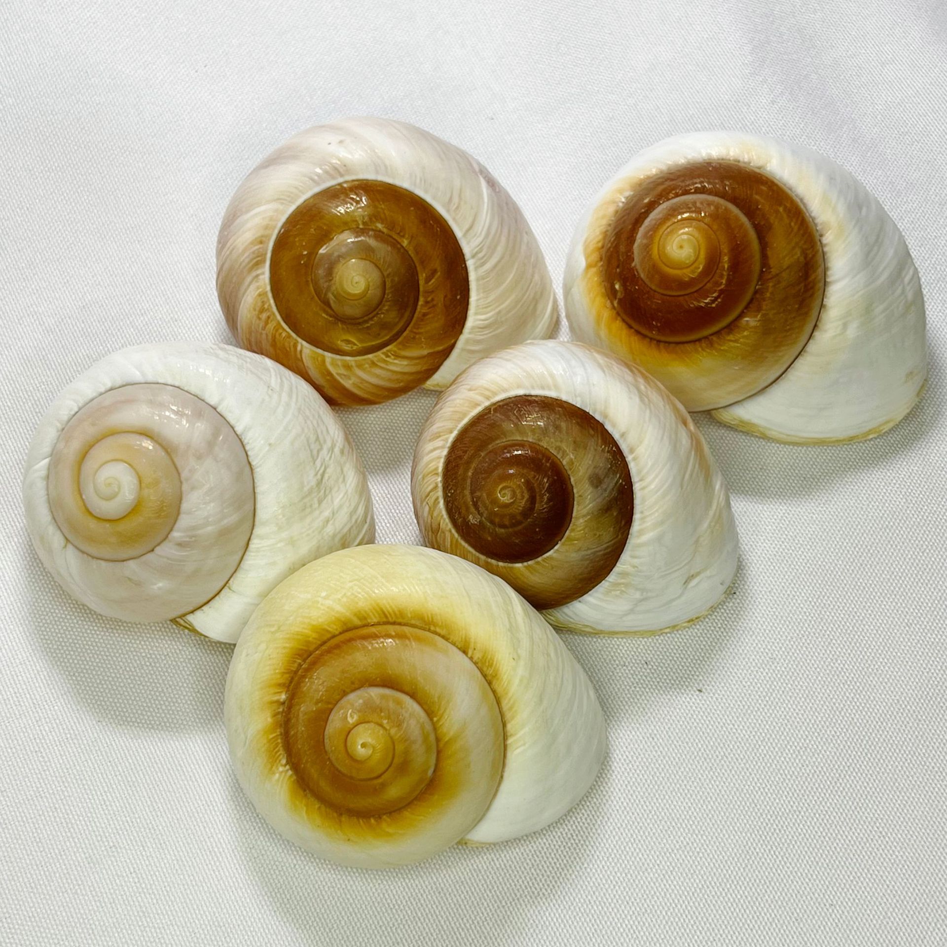 Natural Bulla Shell - Bread Sn – Marine Aquarium Hermit Crab recenzja i cena