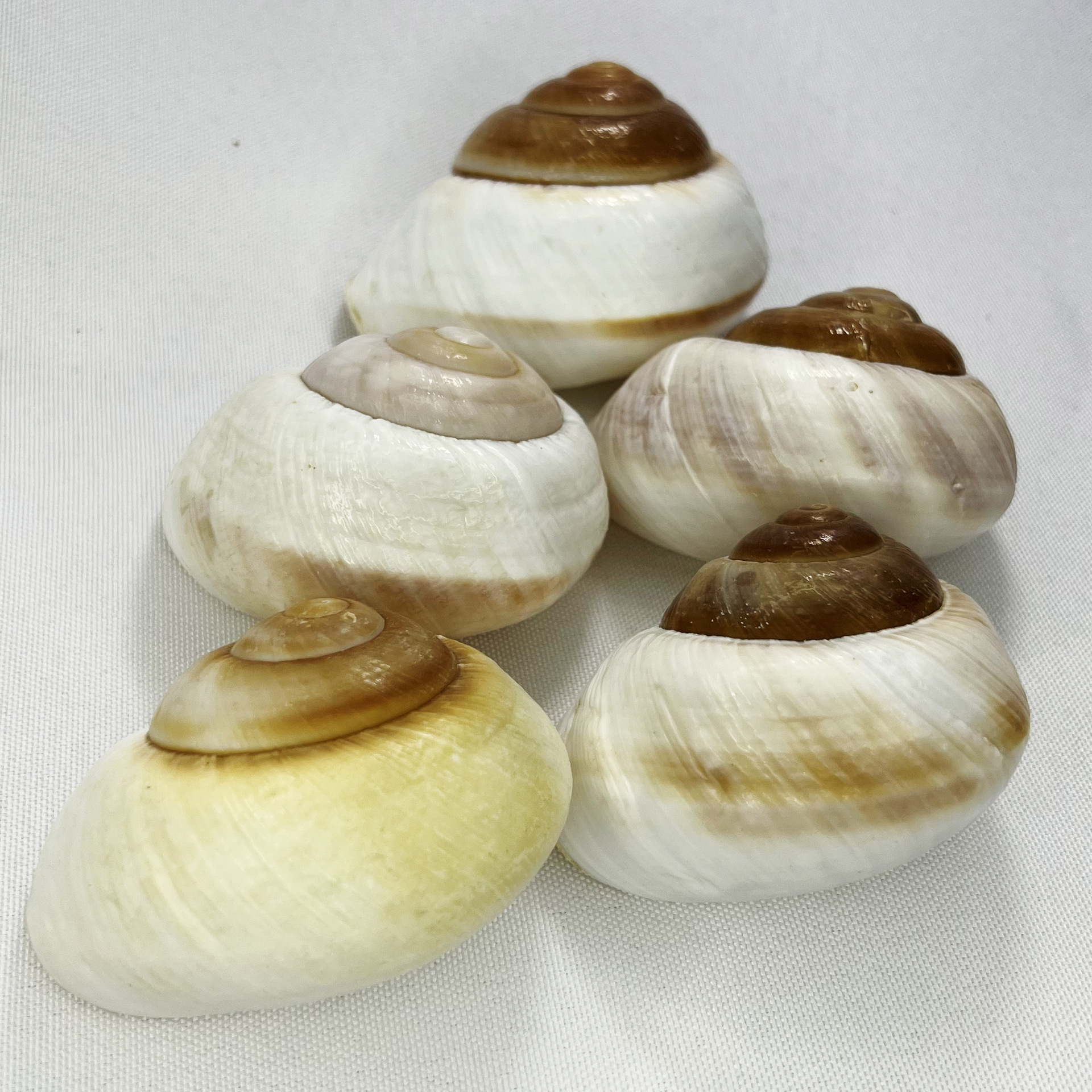 Natural Bulla Shell - Bread Sn – Marine Aquarium Hermit Crab recenzja i cena