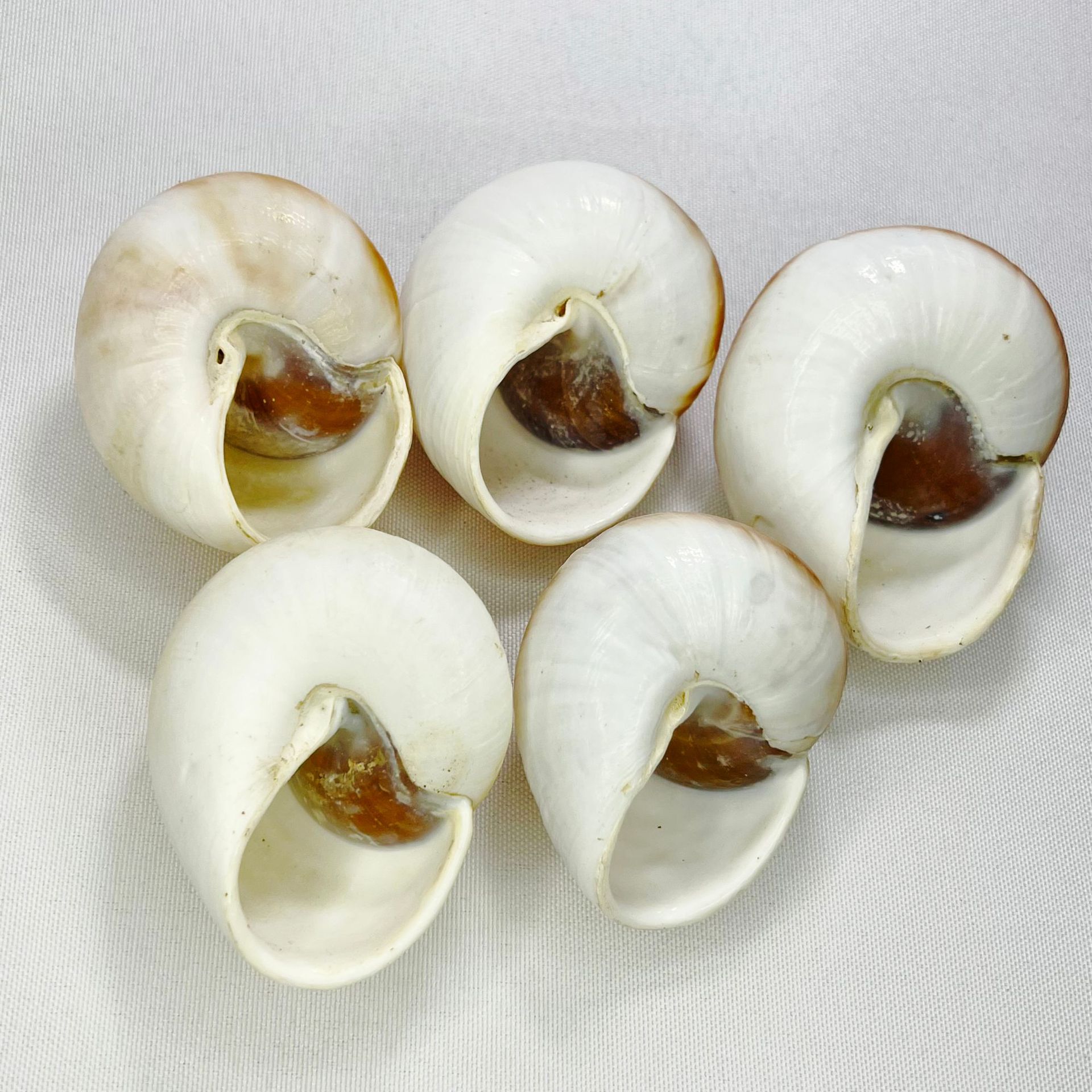 Natural Bulla Shell - Bread Sn – Marine Aquarium Hermit Crab recenzja i cena
