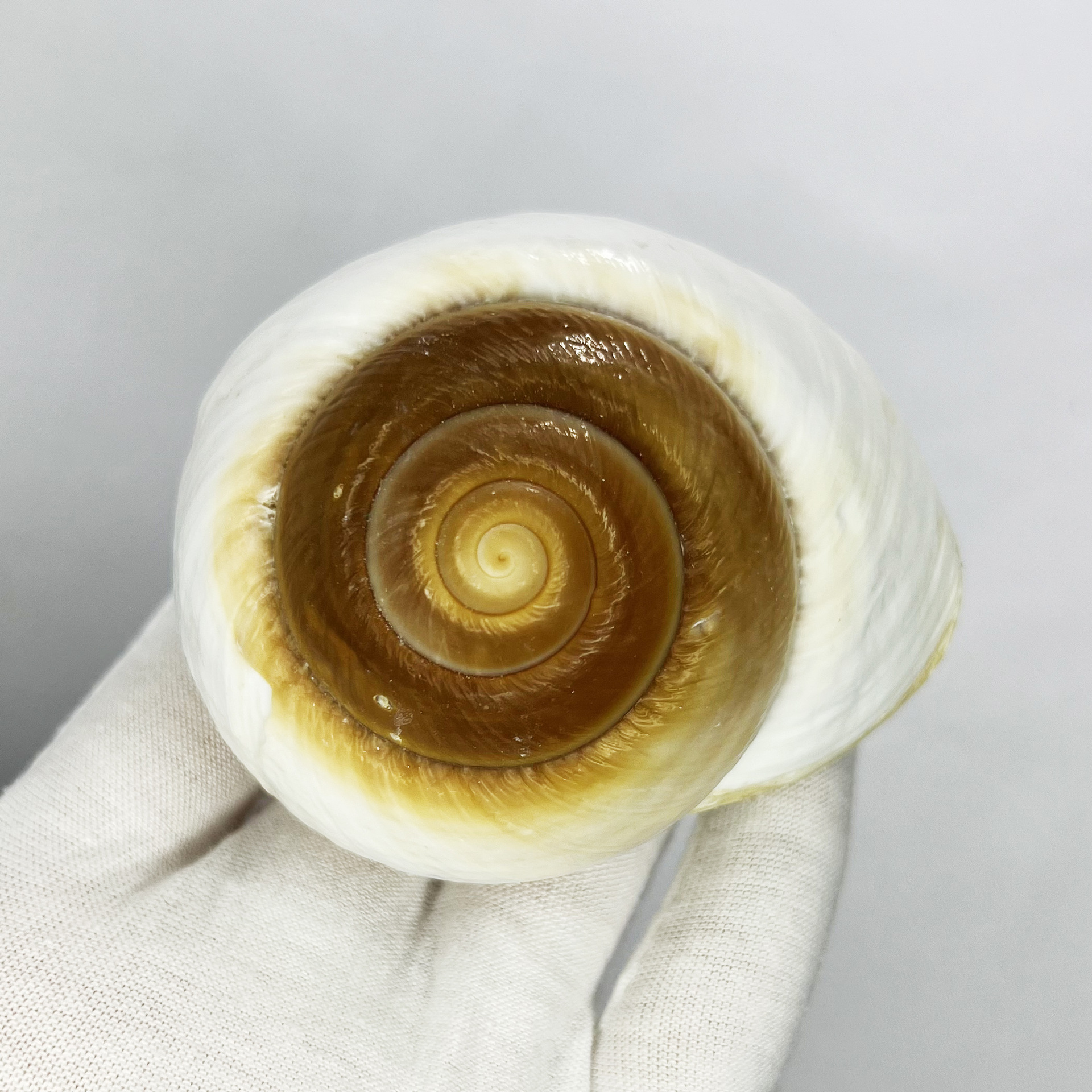 Natural Bulla Shell - Bread Sn – Marine Aquarium Hermit Crab recenzja i cena