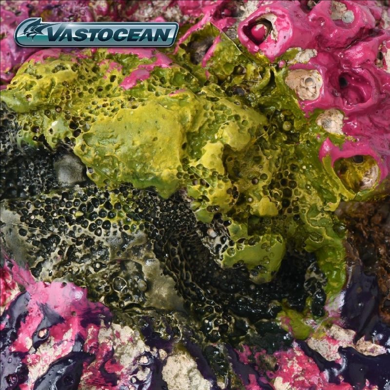 VASTOCEAN Saltwater Aquarium C – Marine Aquarium Hermit Crab recenzja i cena