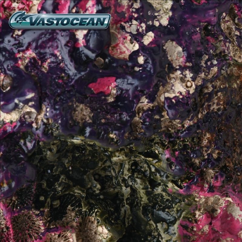 VASTOCEAN Saltwater Aquarium C – Marine Aquarium Hermit Crab recenzja i cena
