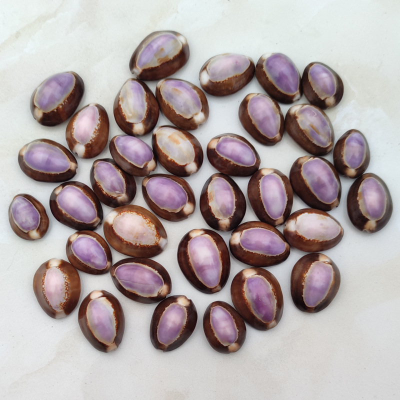 Natural Cypraea carneola Shell – Marine Aquarium Hermit Crab recenzja i cena