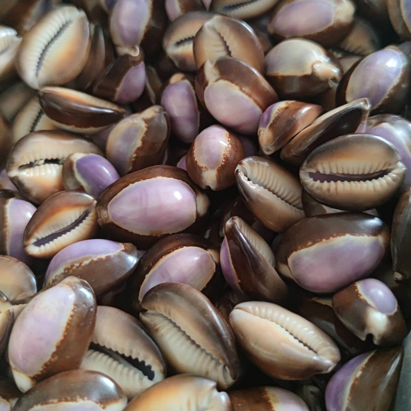 Natural Cypraea carneola Shell – Marine Aquarium Hermit Crab recenzja i cena