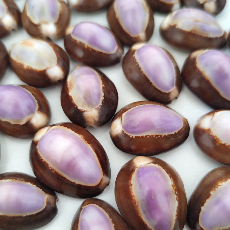 Natural Cypraea carneola Shell – Marine Aquarium Hermit Crab recenzja i cena